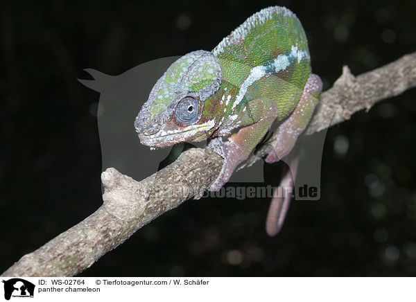 panther chameleon / WS-02764