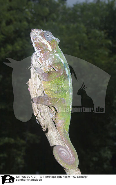 panther chameleon / WS-02773