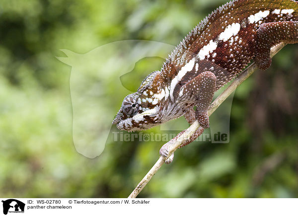 panther chameleon / WS-02780