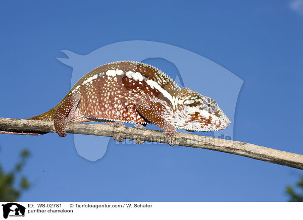 panther chameleon / WS-02781