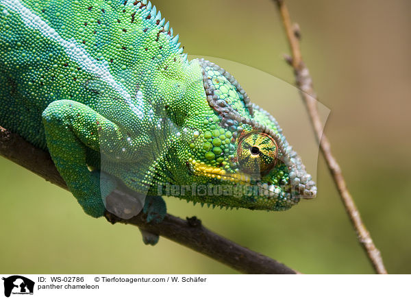 panther chameleon / WS-02786