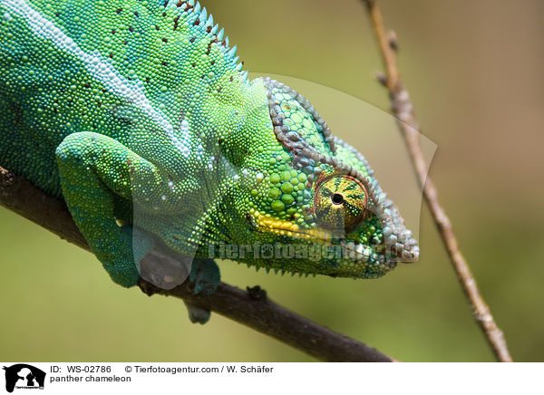 Pantherchamleon / panther chameleon / WS-02786