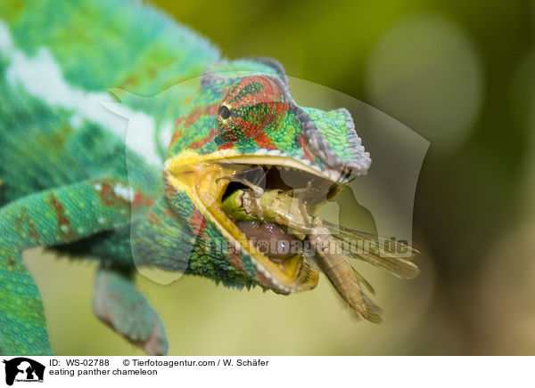 fressendes Pantherchamleon / eating panther chameleon / WS-02788