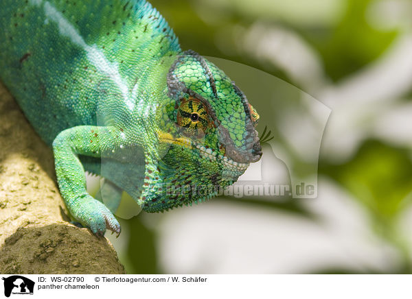 Pantherchamleon / panther chameleon / WS-02790