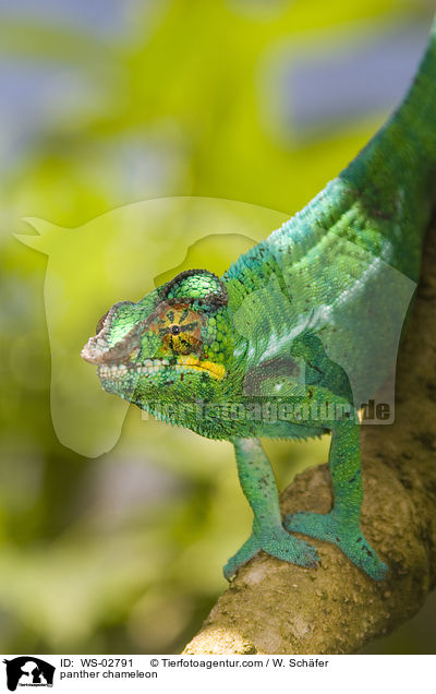 panther chameleon / WS-02791