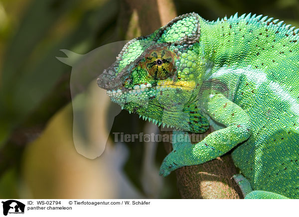 panther chameleon / WS-02794
