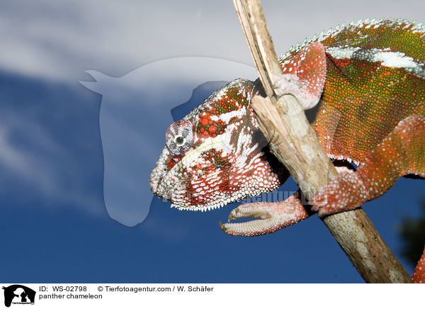 Pantherchamleon / panther chameleon / WS-02798