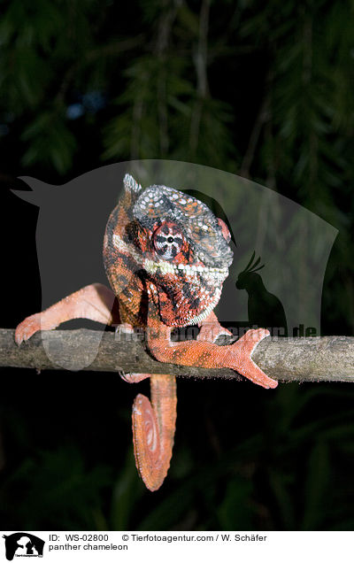 Pantherchamleon / panther chameleon / WS-02800