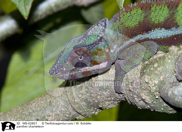 Pantherchamleon / panther chameleon / WS-02801