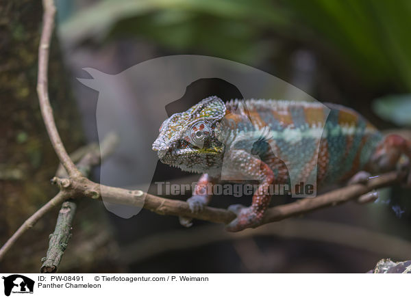 Pantherchamleon / Panther Chameleon / PW-08491