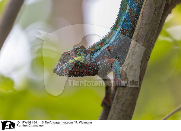 Pantherchamleon / Panther Chameleon / PW-08494