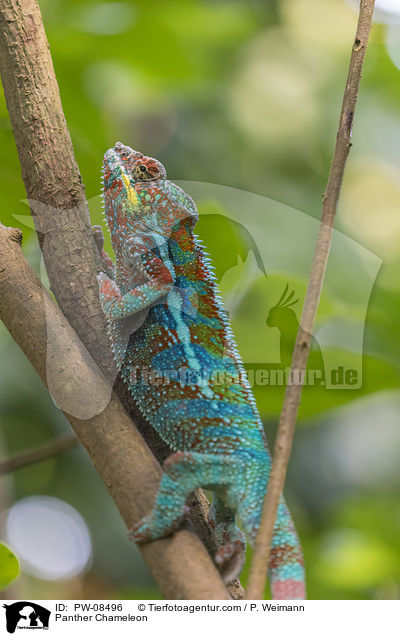 Panther Chameleon / PW-08496