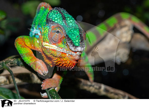 Pantherchamleon / panther chameleon / JG-01075