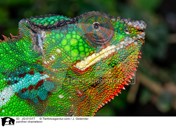 panther chameleon / JG-01077