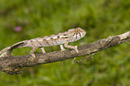 young panther chameleon