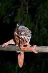 panther chameleon