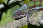 panther chameleon