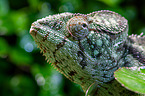 panther chameleon