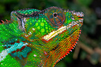 panther chameleon