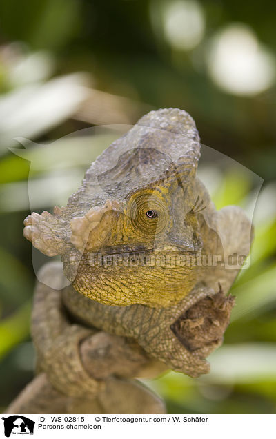 Parsons chameleon / WS-02815