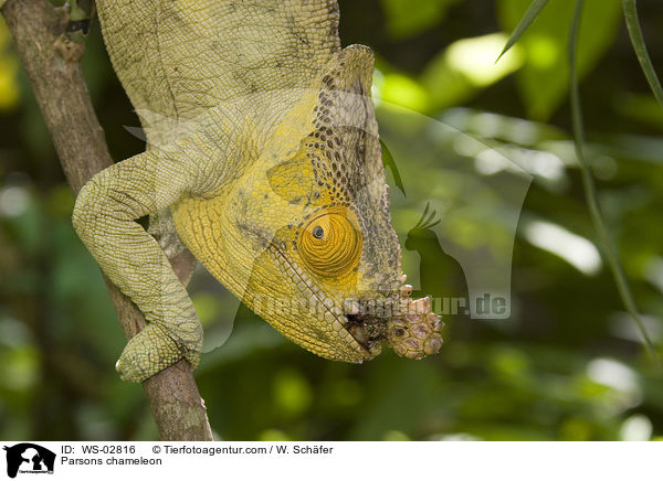 Parsons chameleon / WS-02816
