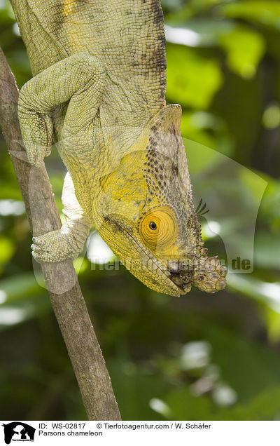 Parsons chameleon / WS-02817
