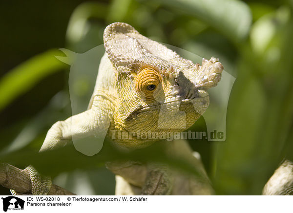 Parsons chameleon / WS-02818
