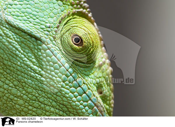 Parsons chameleon / WS-02820