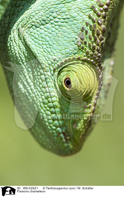 Parsons chameleon / WS-02821