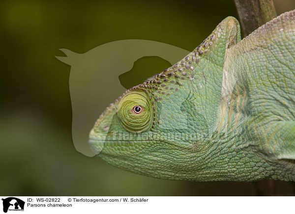 Parsons chameleon / WS-02822