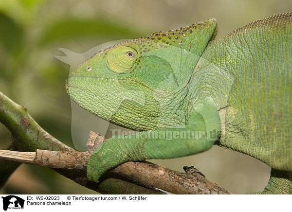 Parsons chameleon / WS-02823