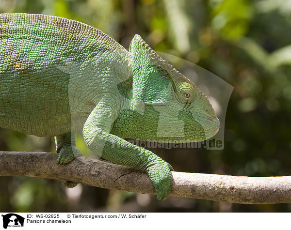 Parsons chameleon / WS-02825
