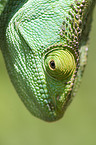 Parsons chameleon