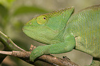 Parsons chameleon