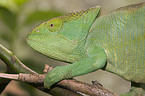 Parsons chameleon