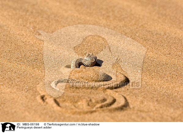 Zwergpuffotter / Peringueys desert adder / MBS-06198