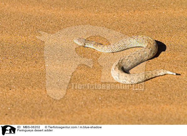 Zwergpuffotter / Peringueys desert adder / MBS-06202