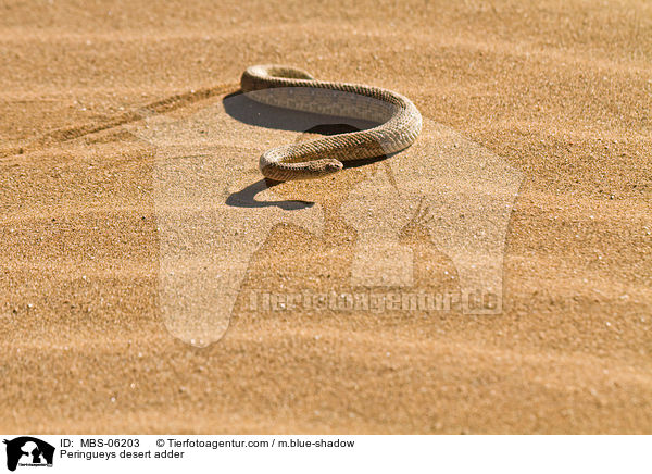 Peringueys desert adder / MBS-06203