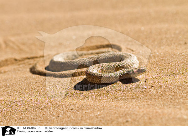 Zwergpuffotter / Peringueys desert adder / MBS-06205