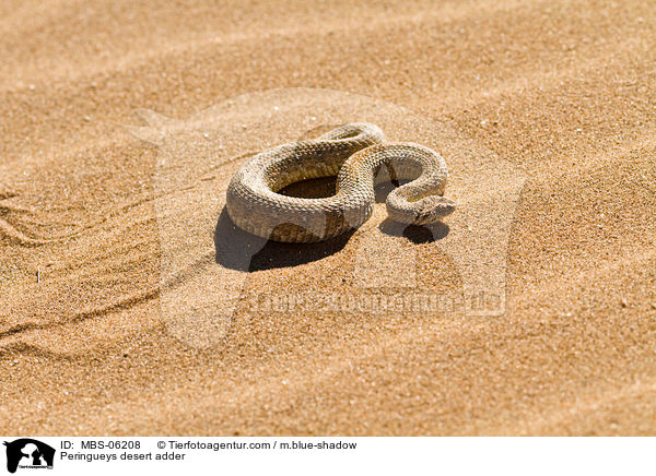 Zwergpuffotter / Peringueys desert adder / MBS-06208