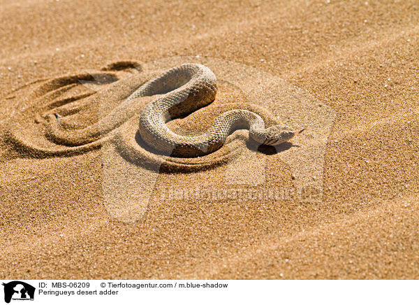 Zwergpuffotter / Peringueys desert adder / MBS-06209