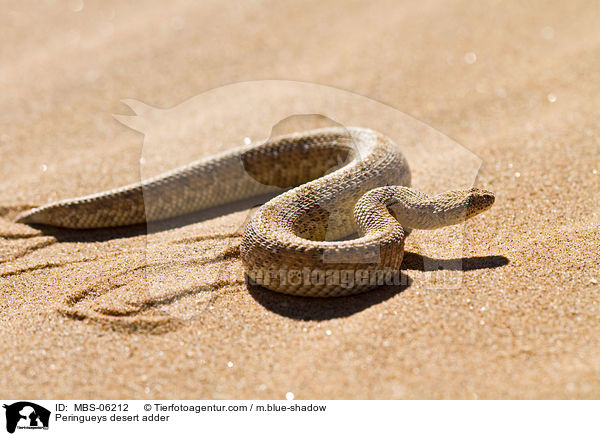 Peringueys desert adder / MBS-06212