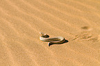 Peringueys desert adder