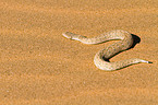 Peringueys desert adder