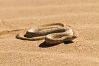 Peringueys desert adder