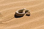 Peringueys desert adder