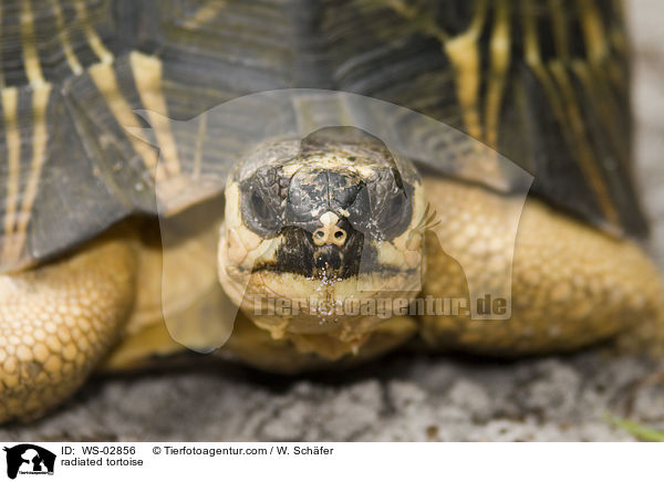 radiated tortoise / WS-02856