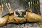 radiated tortoise