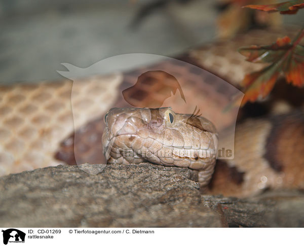 rattlesnake / CD-01269