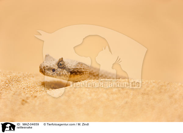 Klapperschlange / rattlesnake / MAZ-04659